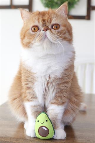 Petstages Lil Avocato Diş Sağlığı Kedi Çiğneme Oyuncağı