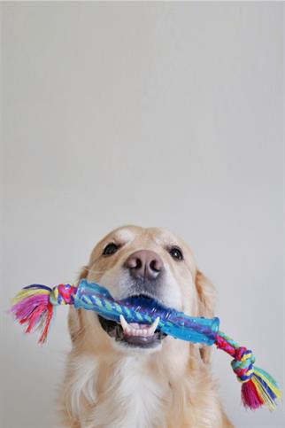Petstages Orka Stick Alternatif Köpek Çiğneme Oyuncağı