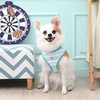 Pinkaholic Cara Pinka A Köpek Tasma Mavi