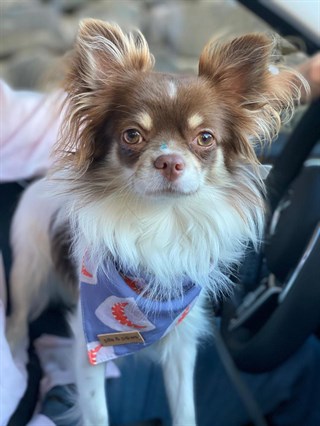 Pits&Paws Jaws Köpek Bandanası