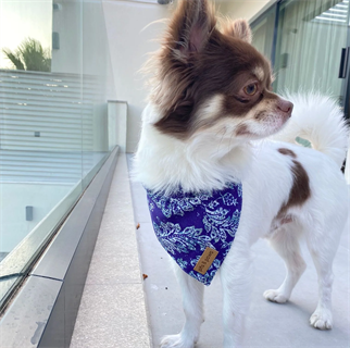 Pits&Paws Marrakech Köpek Bandanası