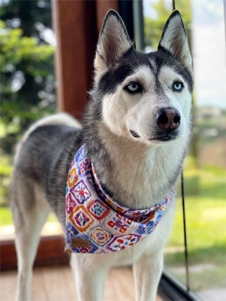 Pits&Paws Monte Carlo Köpek Bandanası