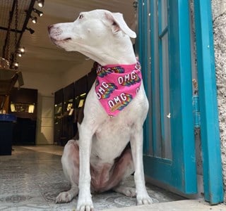 Pits&Paws OMG Köpek Bandanası