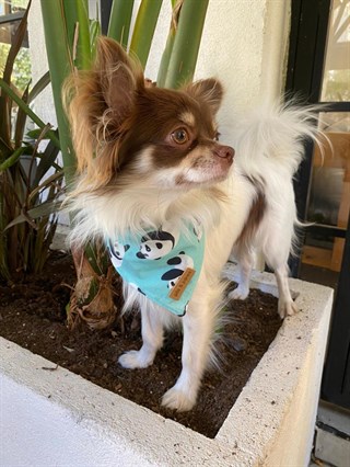 Pits&Paws Panda Köpek Bandanası