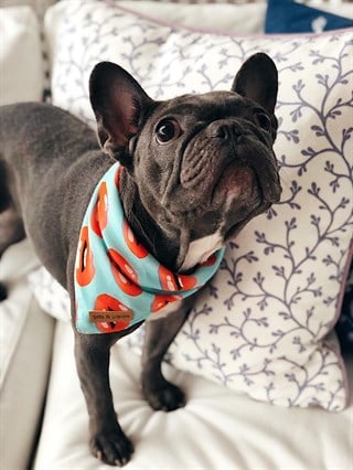 Pits&Paws Passion Köpek Bandanası