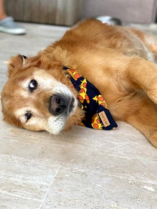 Pits&Paws Pizza Köpek Bandanası