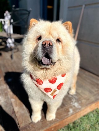 Pits&Paws Raspberry Köpek Bandanası