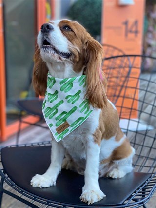 Pits&Paws Sahara Köpek Bandanası