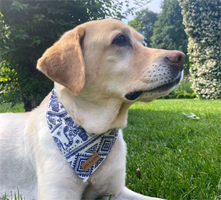 Pits&Paws Sarasvasti Köpek Bandanası