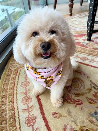 Pits&Paws Tiger Köpek Bandanası