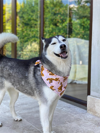Pits&Paws Tiger Köpek Bandanası