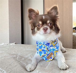 Pits&Paws Venice Köpek Bandanası