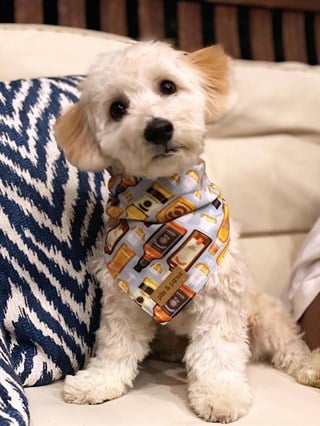 Pits&Paws Whiskey Köpek Bandanası