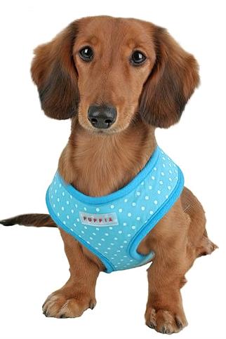 Puppia Dotty Tasma Blue