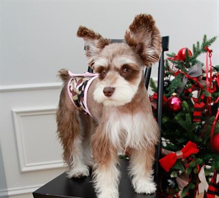 Puppia Erkek Köpekler için Bel Kuşağı Kamuflaj