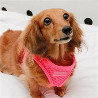 Puppia Neon Soft Vest Köpek Tasma Pembe