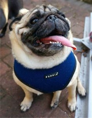 Puppia Soft Köpek Tasma Lacivert