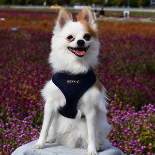 Puppia Soft Köpek Tasma Navy
