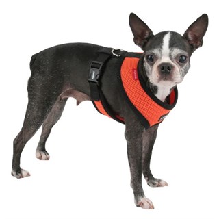 Puppia Soft Köpek Tasma Turuncu