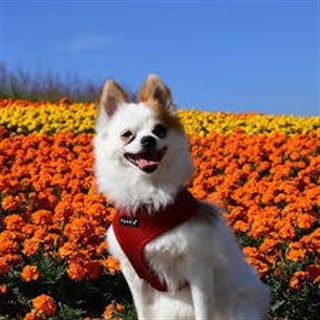Puppia Soft Dog Tasma Wine