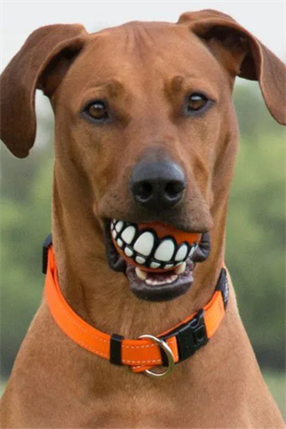 Rogz grinz diş desenli ödül topu pembe