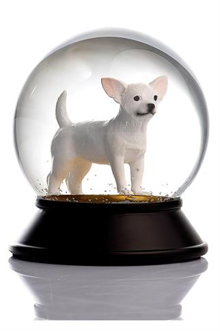 Snoowg Chihuahua White Kar Küresi