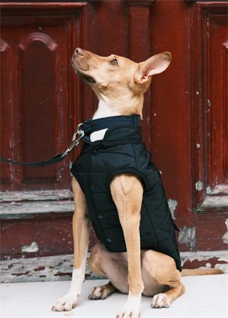 St. Pia Hive Köpek Mont