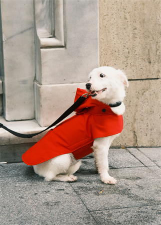 St. Pia Pluvio Raincoat Red Köpek Yağmurluk