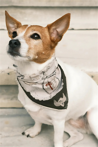 St. Pia Ruff Köpek Bandana 