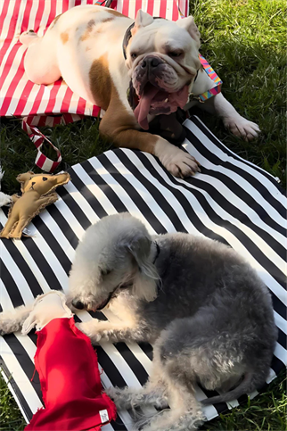 St. Pia Mat-in-a-Bag Çanta + Yer Minderi Black Stripes 