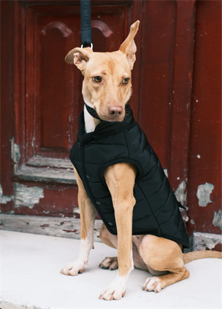 St. Pia Hive Köpek Mont