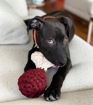 St. Pia Bistecca Toy Handmade Köpek Oyuncak