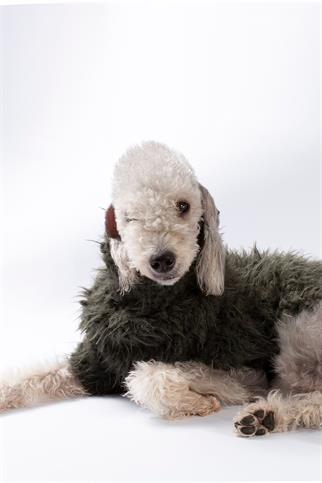 St. Pia Fluffy Jumper Köpek Süveter Olive