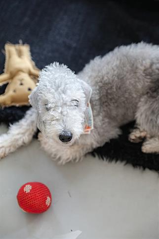 St. Pia Handmade Polka Dot Puantiyeli Köpek Top Oyuncak