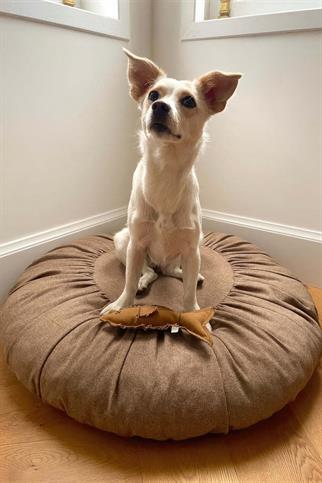 St. Pia Dog Toque Dog Bed