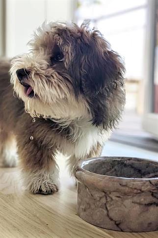 St. Pia Marbowl Fig Köpek Mermer Mama ve Su Kabı