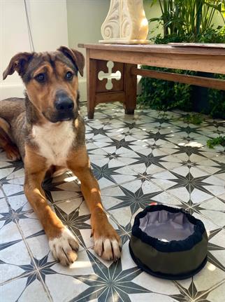 St. Pia Pita On-The-Go Bowl Köpek Seyahat Su ve Mama Kabı