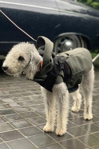 St. Pia Pluvio Raincoat Olive Köpek Yağmurluk
