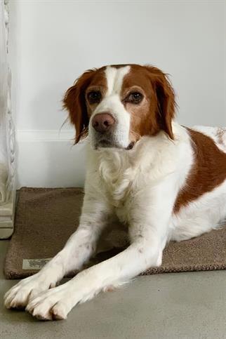 St. Pia Sandy Blankie Köpek Battaniye