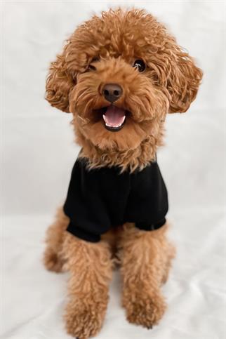 Tailless Absolutely Fabulous Köpek Sweatshirt