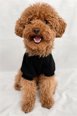 Tailless Ball Player Köpek Sweatshirt