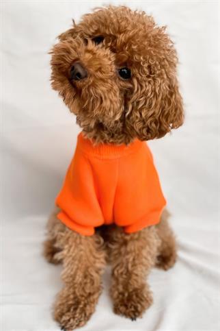 Tailless Cucumber Lover Köpek Sweatshirt