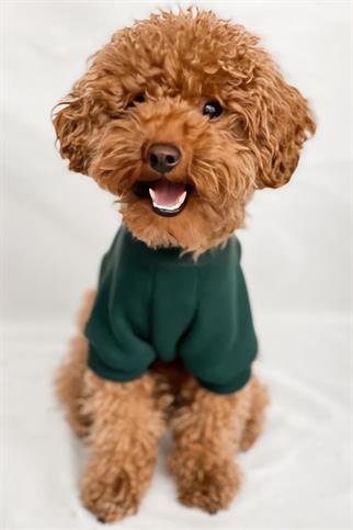 Tailless Feed Me Köpek Sweatshirt