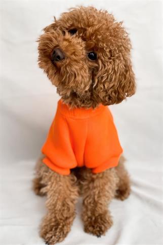 Tailless I Hate Being Dressed Up Köpek Sweatshirt