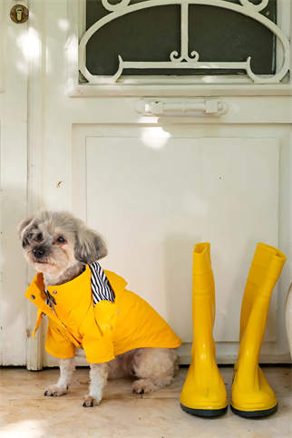 The Gang Urban Yağmurluk Sunny Side Up