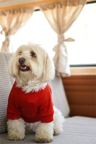 TheGang Tişört Eat Play Hav Puréed Pumpkin