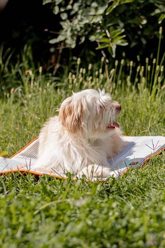 Travel Bed - Sunset Glow