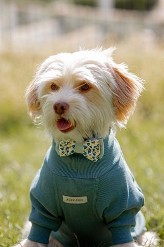 Turtleneck Tshirt | Ocean Sage