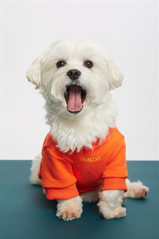 Monido Turuncu Köpek Sweatshirt - Whatever Sloganlı