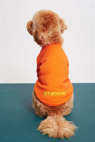 Monido Turuncu Köpek Sweatshirt - Whatever Sloganlı